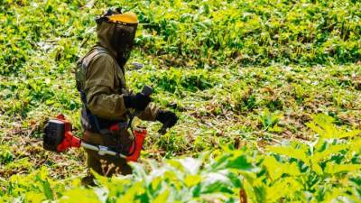 Садовники уничтожили крупный очаг борщевика в Колпино