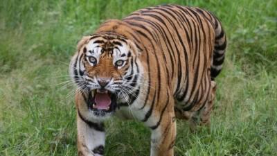 Возвращение амурской тигрицы в дикую природу сняли на видео