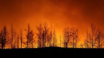Лесной пожар в Бодруме потушили