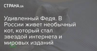 Удивленный Федя. В России живет необычный кот, который стал звездой интернета и мировых изданий