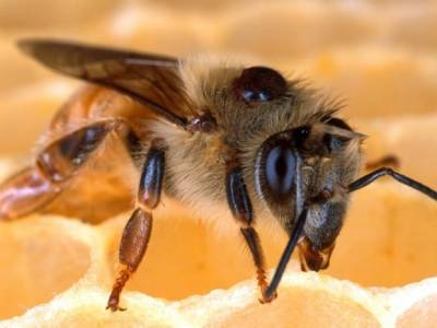 «Укрпочта» объявила о прекращении доставки пчел