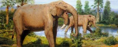 Причиной массового вымирания слонов ученые считают изменение климата