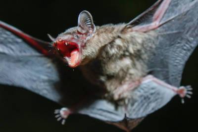 Индийские ученые обнаружили у летучих мышей смертельно опасный вирус, грозящий эпидемией