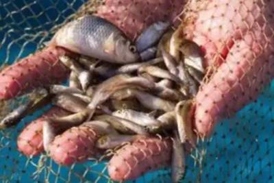 В Шершневское водохранилище выпустят 69 тысяч рыб