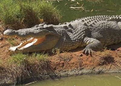 Курьез: в Индии огромный крокодлил устроил неспешную прогулку по улицам города. ВИДЕО