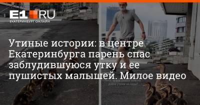 Утиные истории: в центре Екатеринбурга парень спас заблудившуюся утку и ее пушистых малышей. Милое видео