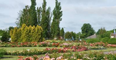 ФОТО. В Национальном ботаническом саду в Саласпилсе зацвели розы