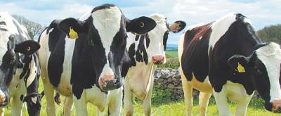 В коровьем кишечнике нашли разлагающих пластик микробов