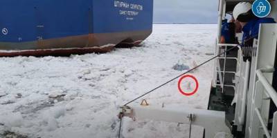 «Собака за бортом!», или Как российский ледокол превратился в спасательное судно