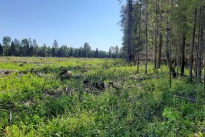 Житель Тверской области продал государственный лес