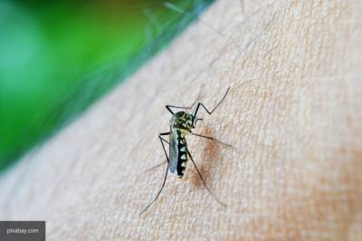 Эксперты рассказали, как летом спастись от комаров