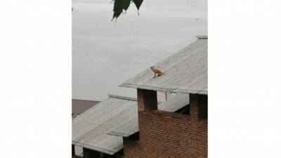 Зверь на крыше: в Нижегородском кремле поселилось семейство лис