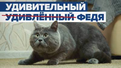 Звезда соцсетей и зарубежных СМИ: как живёт «удивлённый» кот Федя из Ростовской области