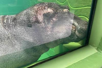 В зоопарке "XII месяцев" показали безумную радость бегемота, которого пустили в бассейн