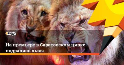 На премьере в Саратовском цирке подрались львы