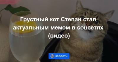 Грустный кот Степан стал актуальным мемом в соцсетях (видео)