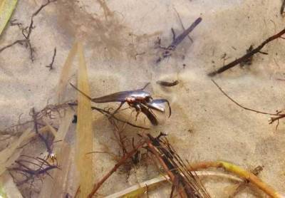 В Киеве на озере обнаружен скорпион: отдыхающих предупредили об опасности
