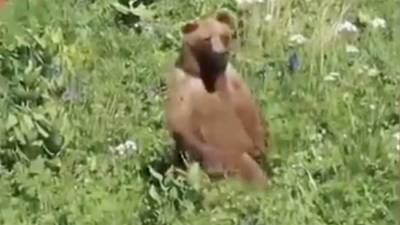 Туристы сняли на видео медведя в горах Красной Поляны