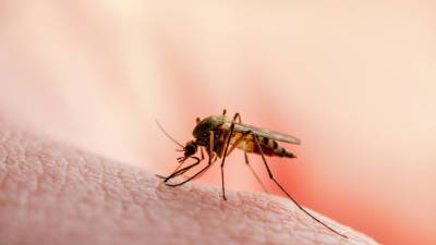 Крым атаковали комары