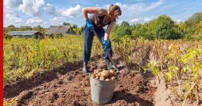 Когда копать картофель в августе: сроки по лунному календарю