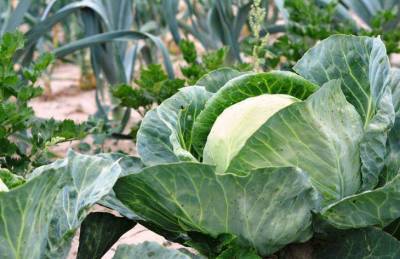 Как вырастить богатый урожай капусты: секреты опытных огородников