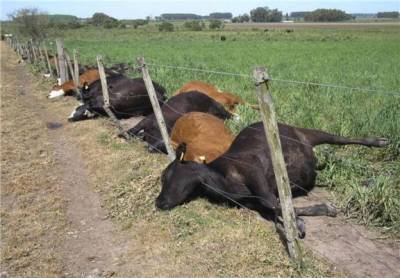 Неизвестная болезнь привела к массовому падежу скота в двух областях Казахстана