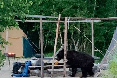 В Бурятии медведь оставил туристов без купатов и газировки