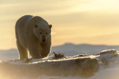 Ученые РФ и США планируют в 2022-2023 гг. провести учет белых медведей
