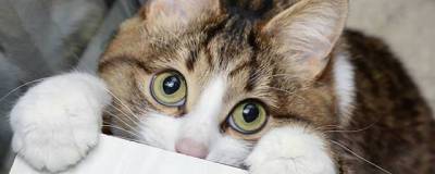 В Канаде тестируют приложение, которое определяет самочувствие кошек по фото