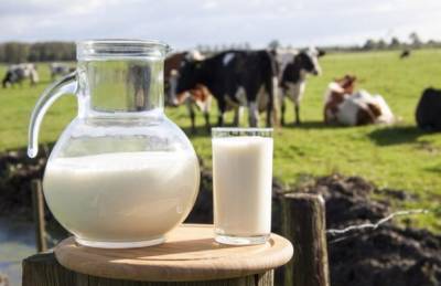 Переработчики за полгода недополучили 200 тыс. т молока