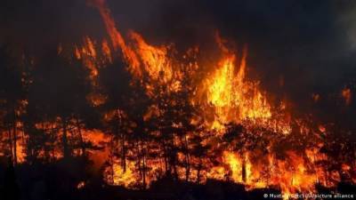 Украине поможет Турции в борьбе с лесными пожарами
