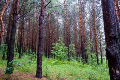 В Белорецком районе в лесу заблудились двое туристов