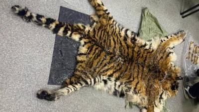 Продажу шкуры и других частей амурского тигра пресекли в Приморье