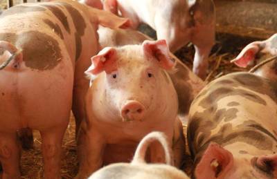 Свиноводческий проект KSG Agro в Казахстане нацелен на рынок Китая, Вьетнама и Кореи