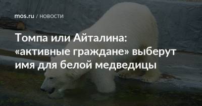 Томпа или Айталина: «активные граждане» выберут имя для белой медведицы