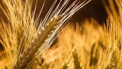 В Николаевской области горело поле с пшеницей
