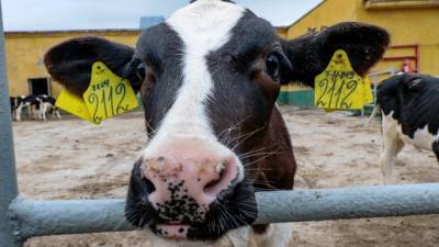 СПК "Поляны" получил статус завода по разведению голштинской породы коров