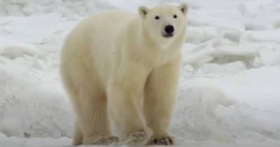 В России и США пересчитают белых медведей