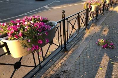 Вандалы в центре Великого Новгорода вырвали с корнем петуньи из цветников