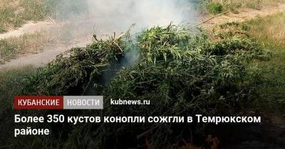 Более 350 кустов конопли сожгли в Темрюкском районе