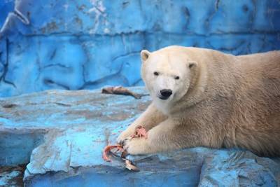 Мэрия Екатеринбурга отказалась от планов перевезти зоопарк из центра города