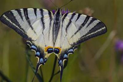 Бабочку редкой красоты заметили в «Брянском лесу»