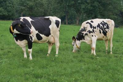 В Выборгском районе займутся разведением коров голштинской породы