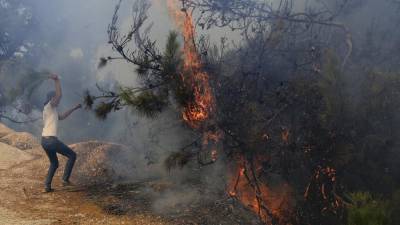 В Ливане горят кедры