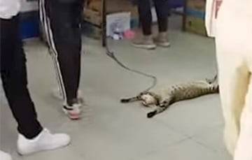 Видеохит: Ленивый кот повеселил покупателей, пришедших в зоомагазин