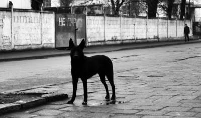 Жители тюменского села обеспокоены случаями расстрела бездомных и породистых собак