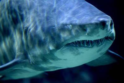 Россиян предупредили о появлении белых и тигровых акул у побережья Приморья