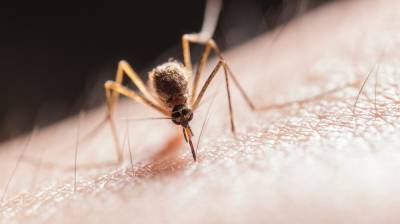 После укуса комаров 4 воронежца заразились экзотической лихорадкой Западного Нила