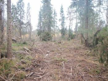 Заготовитель леса нарубил дров за границами своей делянки в Грязовецком районе