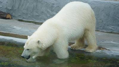 «Активные граждане» выберут имя для спасенной в Якутии белой медведицы